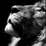 Faceit profile picture for @seesaw