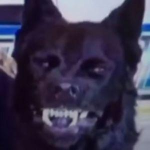 MDjekovich avatar