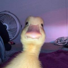 SexyHelmoin avatar