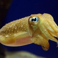 Funny_Squid avatar