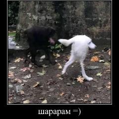 pepsya avatar