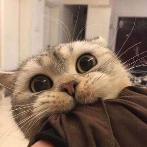 RickyStan