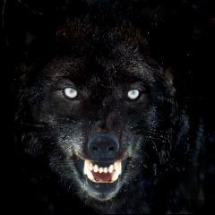 ShayneS avatar