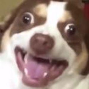 Alfyze