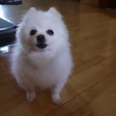 DoggoTheGabe