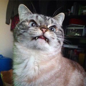 KRASAVC1K avatar