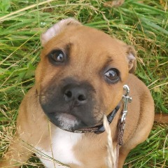 -Pibble