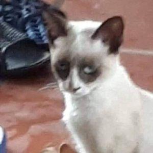 tuanlc9889 avatar