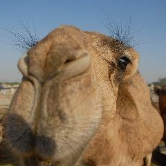CameL-_- avatar