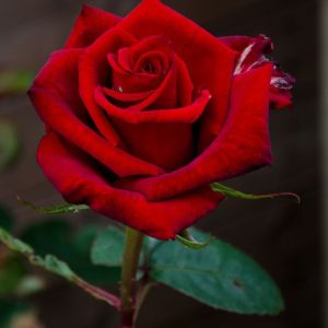 Rozea