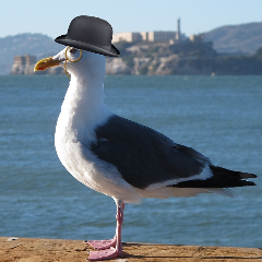 F1Seagull
