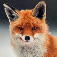 Tuzyka avatar