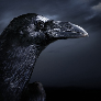 Corvus_S avatar