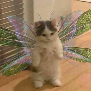 piesel342 avatar