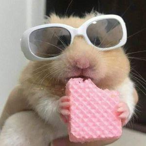 Gwqz avatar
