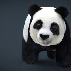 Roman4444 avatar