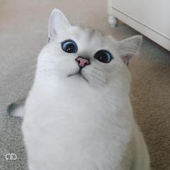 SASHA_KUNI