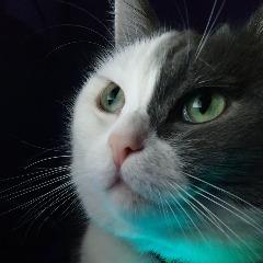 YT78 avatar