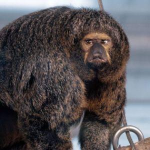 chunkeymonke avatar