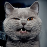 Faceit profile picture for @helzy