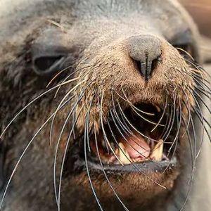 Player FluffySeal avatar