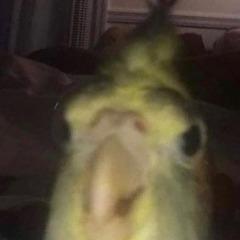 FLAKSIK avatar