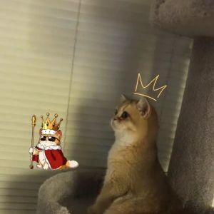 DIIQU avatar