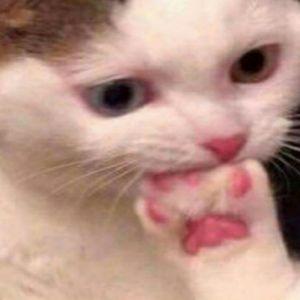 showEZ avatar