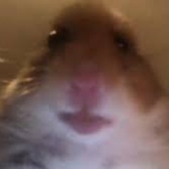AnTK FACEIT avatar