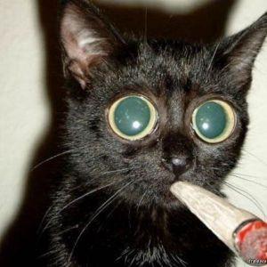 DrogeN avatar