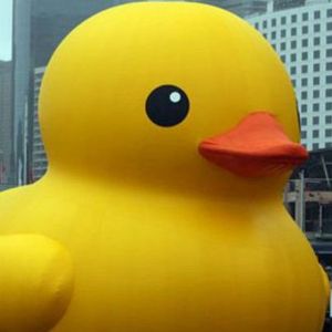 pato__