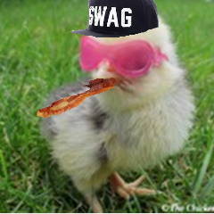 Chicken253 avatar