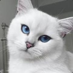 Lumysw_1337 avatar