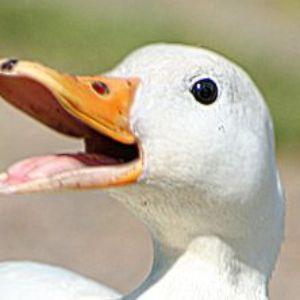 nigmil avatar