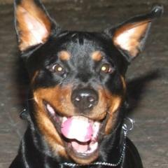 Valentozer avatar