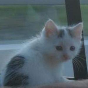 Joysaw avatar