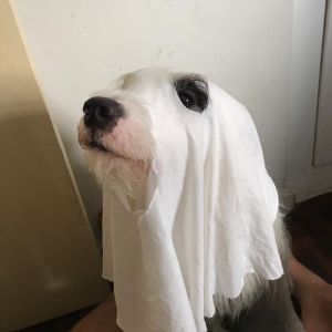 Kolop-