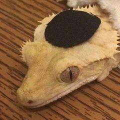 Shalomandr avatar