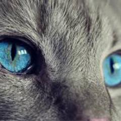 Parsiduodu avatar