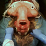 Player livesey avatar