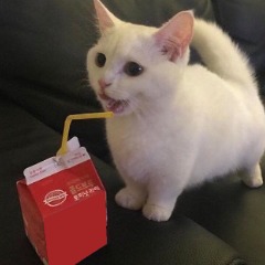 OiQlele