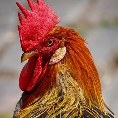 Rooster_A