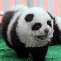 Aztek1 avatar