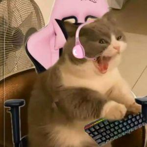 ttv_amlukard