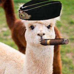 generalmiau avatar