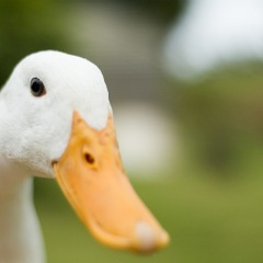 Phat_Duck