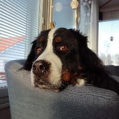 rrasmus12 avatar