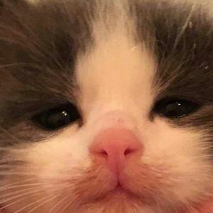 cyt- avatar