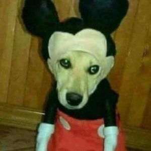 Ferrorto