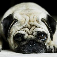 -Coolpug- avatar